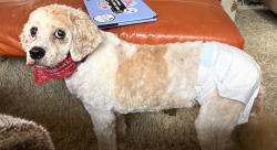 Lost Female Dog last seen Maddock Road and 579, Hopewell Township, NJ 08560