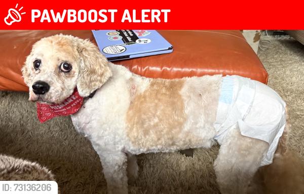 Lost Female Dog last seen Maddock Road and 579, Hopewell Township, NJ 08560