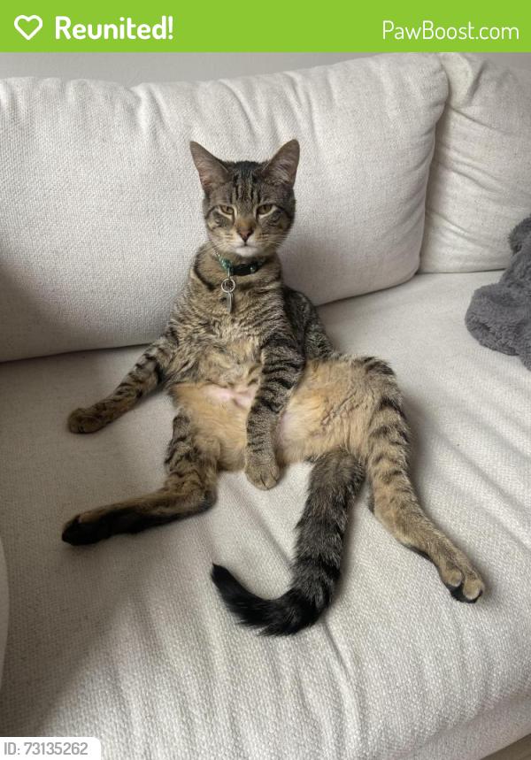 Reunited Male Cat last seen Doug leavens and lisgar dr, Mississauga, ON L5N 7G1
