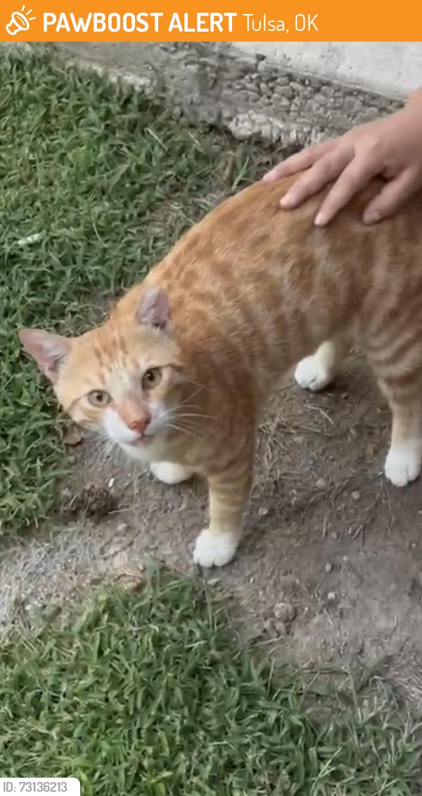 Found/Stray Male Cat last seen Memorial Dr, Tulsa, OK 74112