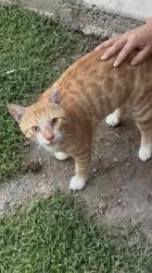 Found/Stray Male Cat last seen Memorial Dr, Tulsa, OK 74112