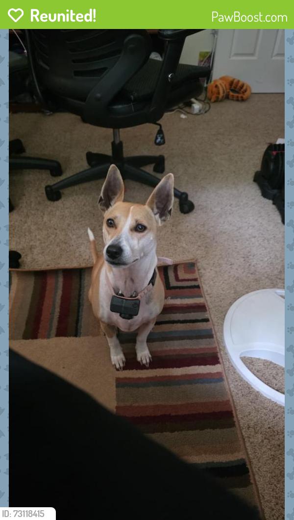 Reunited Male Dog last seen Nicholas Street, Maple Street Henderson NC, Henderson, NC 27536