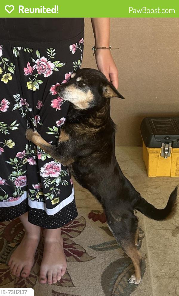 Reunited Female Dog last seen Hartford and 56th Street, Lubbock, TX 79413