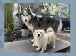 Reunited Male Dog last seen A.D. Barnes Park, Miami, FL 33155