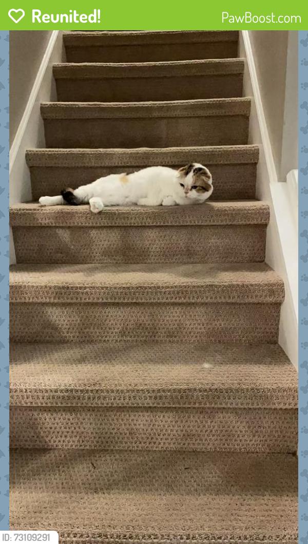 Reunited Female Cat last seen Near Galliten CT, Greenwood, IN 46143