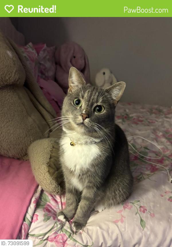 Reunited Female Cat last seen Flint river & homewood dr, Riverdale, GA 30274