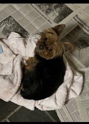 Reunited Male Dog last seen Pulaski st & School house lane, Philadelphia, PA 19144