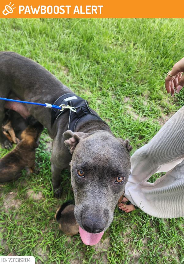 Found/Stray Female Dog last seen Fm 1484, Montgomery County, TX 77303