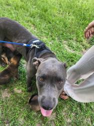 Found/Stray Female Dog last seen Fm 1484, Montgomery County, TX 77303
