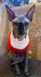 Reunited Female Cat last seen Near Fiday Road Joliet Il, Joliet, IL 60431
