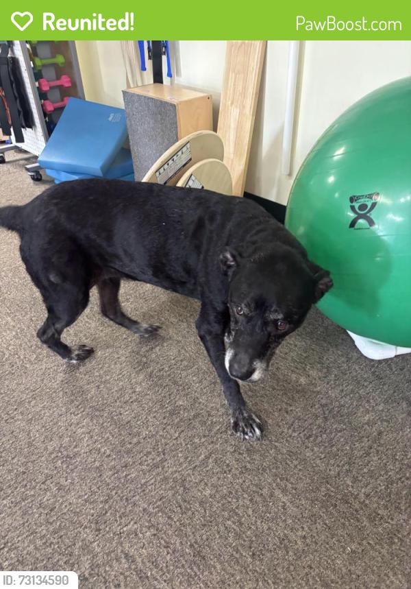 Reunited Female Dog last seen First Settlement Physical Therapy, Saint Albans, WV 25177