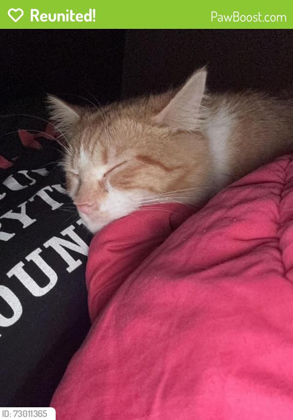 Reunited Male Cat last seen 35th and Barnes, Indianapolis, IN 46208