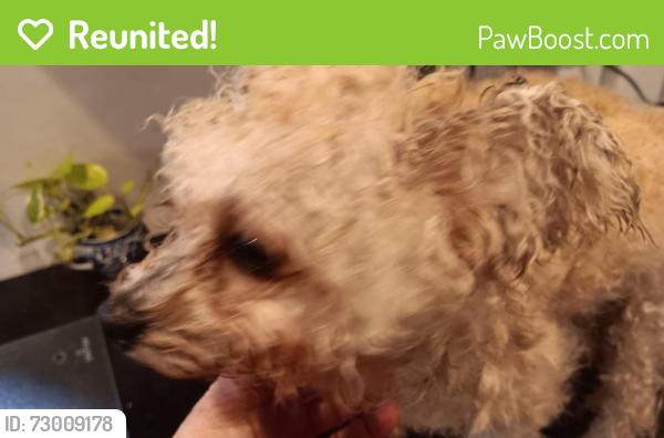 Reunited Male Dog last seen Memorial Pkwy Elementary, Harris County, TX 77450
