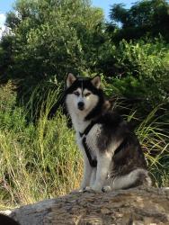 Lost Female Dog last seen Carter rd and lively, Waller, TX 77484