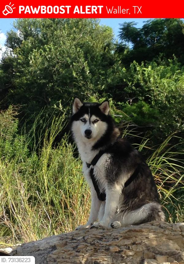 Lost Female Dog last seen Carter rd and lively, Waller, TX 77484