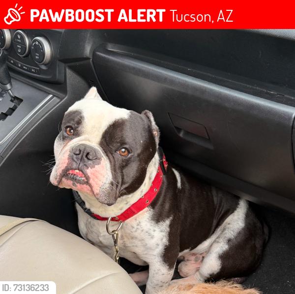Lost Male Dog last seen W Missouri St and W Illinois St, Tucson, AZ 85735