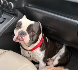 Lost Male Dog last seen W Missouri St and W Illinois St, Tucson, AZ 85735