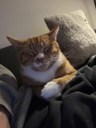 Lost Male Cat last seen Footscray, Footscray, VIC 3011