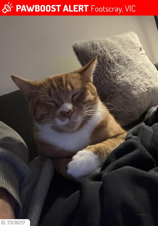 Lost Male Cat last seen Footscray, Footscray, VIC 3011