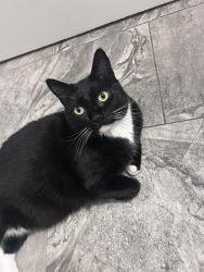 Lost Male Cat last seen 58th st, Wasaga Beach, ON L9Z 2Z1