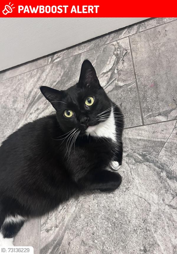 Lost Male Cat last seen 58th st, Wasaga Beach, ON L9Z 2Z1