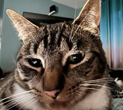 Lost Female Cat last seen Devils Lake, Lincoln City, OR 97367