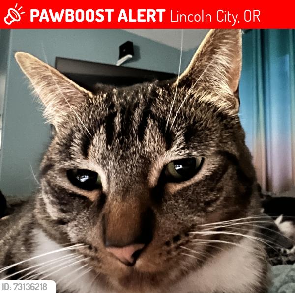 Lost Female Cat last seen Devils Lake, Lincoln City, OR 97367
