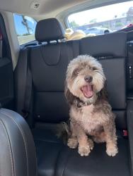 Reunited Female Dog last seen Ajo and Camino de Oeste, Tucson, AZ 85746