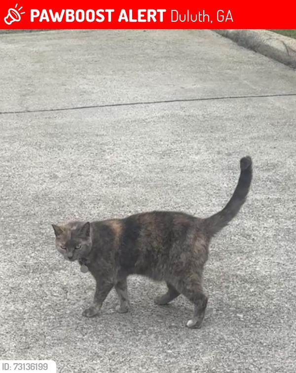 Lost Female Cat last seen Prestwyck haven dr, Duluth, GA 30097