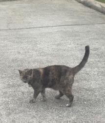 Lost Female Cat last seen Prestwyck haven dr, Duluth, GA 30097