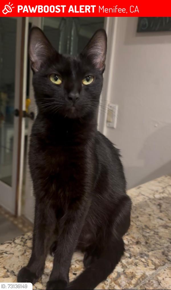 Lost Female Cat last seen Via Corazón and Newport Road, Menifee, CA 92584