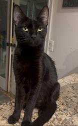 Lost Female Cat last seen Via Corazón and Newport Road, Menifee, CA 92584