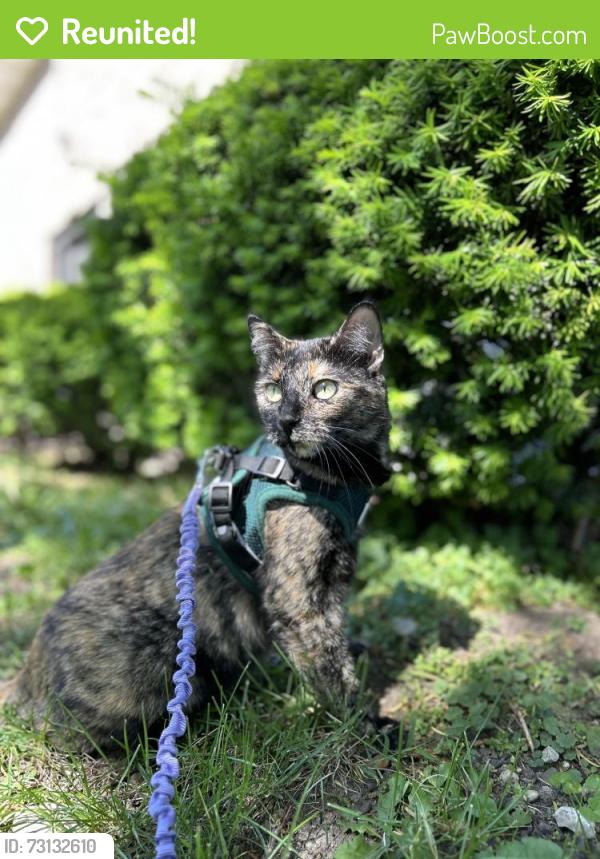 Reunited Female Cat last seen Grant’s Trail by the baseball fields, St. Louis, MO 63123