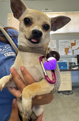 Shelter Stray Female Dog last seen , 600 Aviation Dr, Camarillo, CA 93010, USA