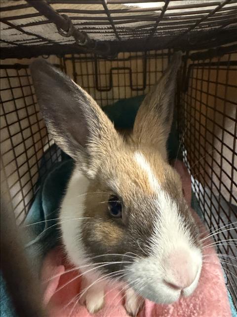 Shelter Stray Female Other last seen , West Valley Animal Shelter, 20655 Plummer St, Chatsworth, CA 91311, USA
