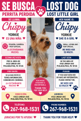 Lost Female Dog last seen Charles Unruh ave pa 19135, Philadelphia, PA 19135