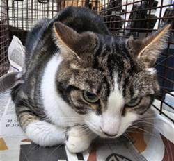 Shelter Stray Male Cat last seen , 3201 Lacy St, Los Angeles, CA 90031, USA