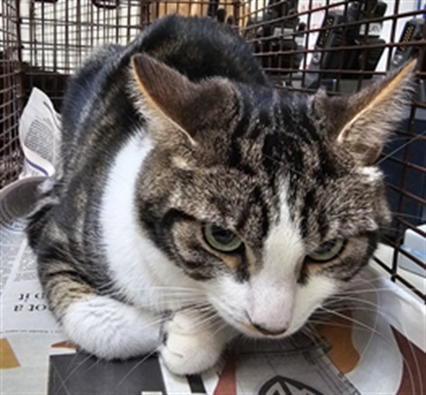 Shelter Stray Male Cat last seen , 3201 Lacy St, Los Angeles, CA 90031, USA
