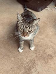 Lost Male Cat last seen Tierra Santa, San Diego, CA 92124