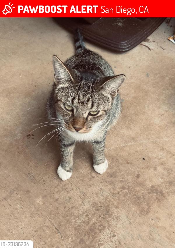 Lost Male Cat last seen Tierra Santa, San Diego, CA 92124