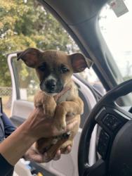 Shelter Stray Female Dog last seen Near BLK QUINCY ST, BAKERSFIELD CA, 201 S Mt Vernon Ave, Bakersfield, CA 93307, USA