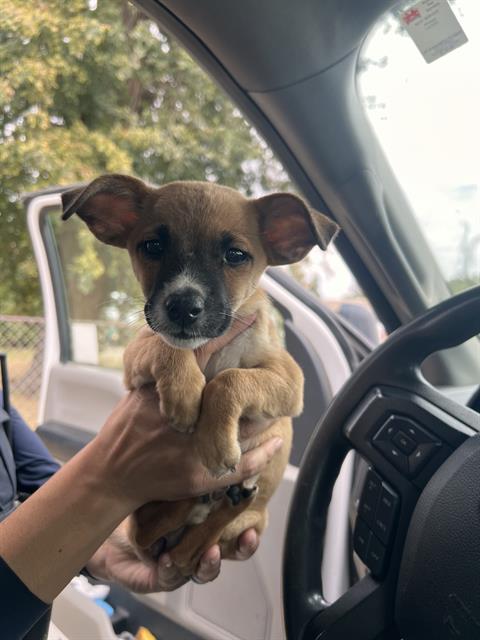 Shelter Stray Female Dog last seen Near BLK QUINCY ST, BAKERSFIELD CA, 201 S Mt Vernon Ave, Bakersfield, CA 93307, USA