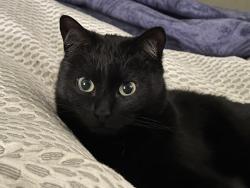 Lost Male Cat last seen E Broken Rock Loop, Flagstaff, AZ 86004