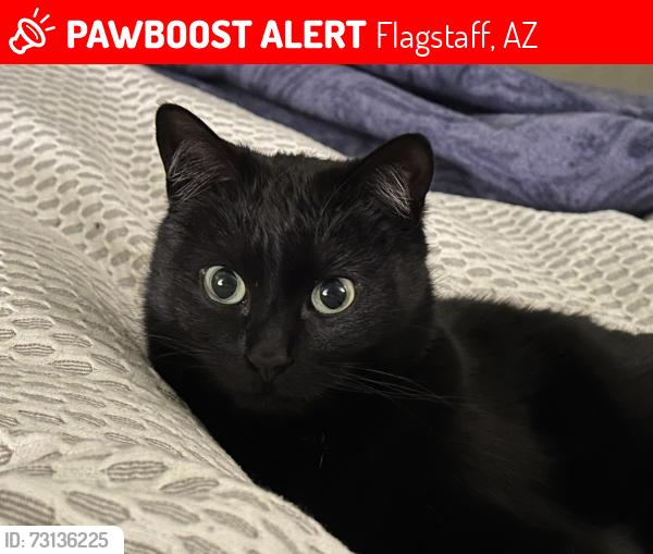 Lost Male Cat last seen E Broken Rock Loop, Flagstaff, AZ 86004