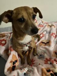 Lost Female Dog last seen Townsite dr, Vista, CA 92084