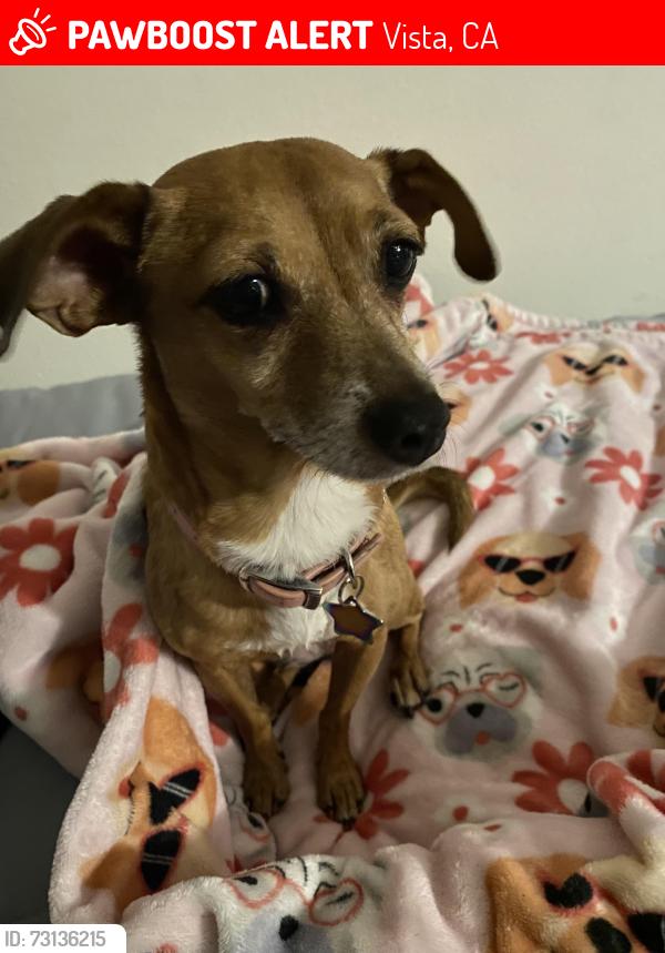 Lost Female Dog last seen Townsite dr, Vista, CA 92084