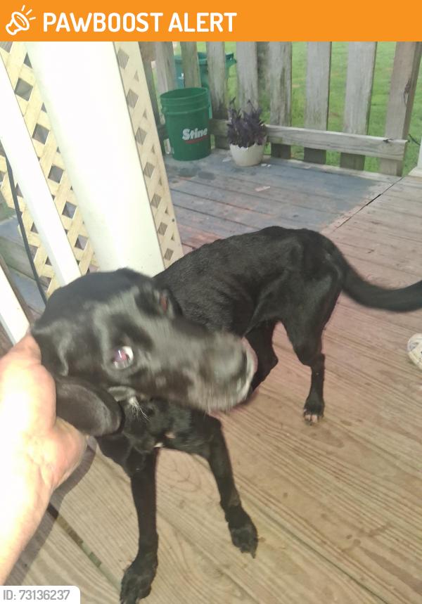 Found/Stray Female Dog last seen Magnolia st, Livingston Parish, LA 70706