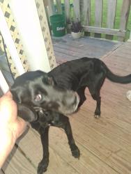 Found/Stray Female Dog last seen Magnolia st, Livingston Parish, LA 70706