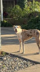 Found/Stray Unknown Dog last seen Candelaria and Moon, Albuquerque, NM 87112