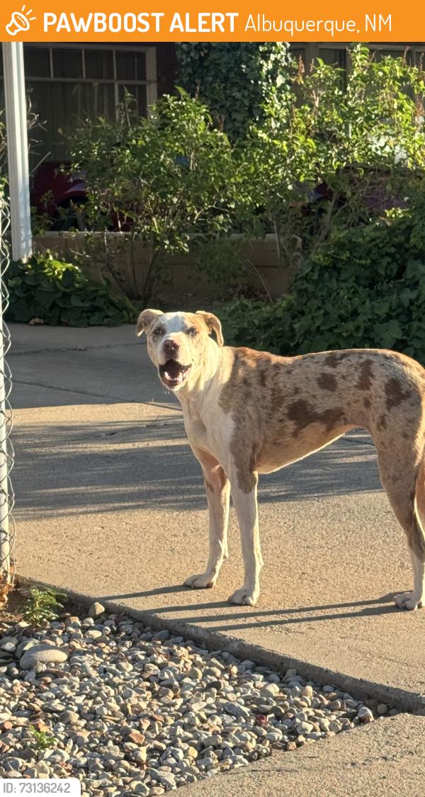 Found/Stray Unknown Dog last seen Candelaria and Moon, Albuquerque, NM 87112